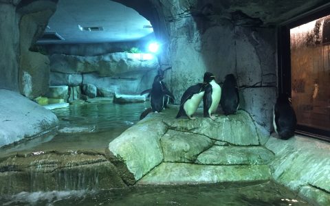 penguin enclosure